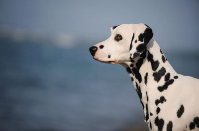 Close-up of dalmatian dog against sea