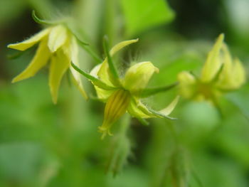 Close-up of flowering plant