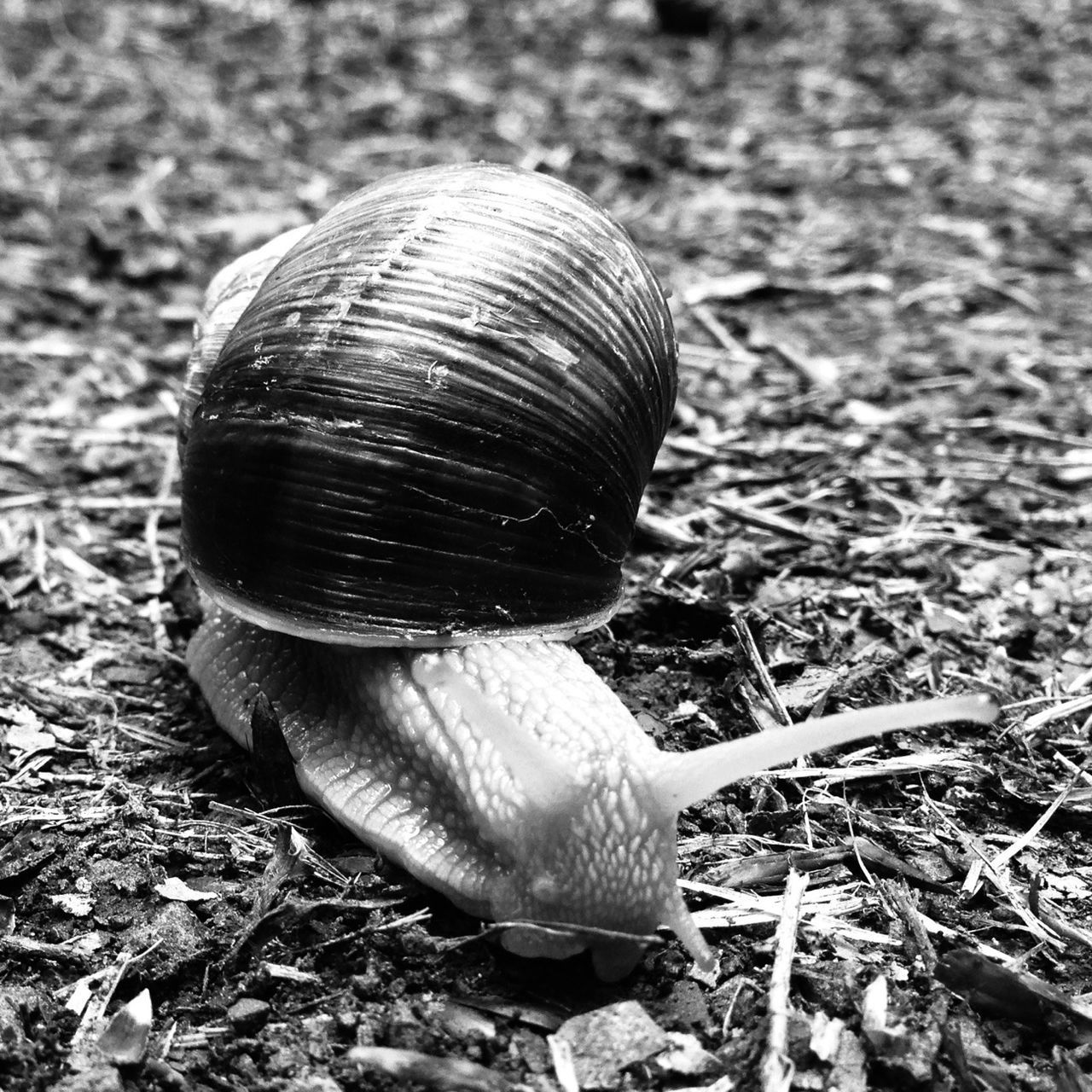 field, abandoned, close-up, focus on foreground, still life, obsolete, metal, rusty, animal shell, day, damaged, outdoors, old, snail, grass, ground, no people, dirt, wood - material, high angle view