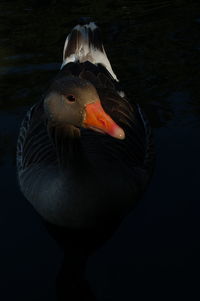 Close-up of duck swimming in lake