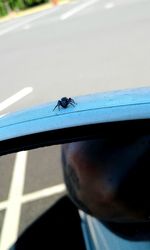 Close-up of housefly