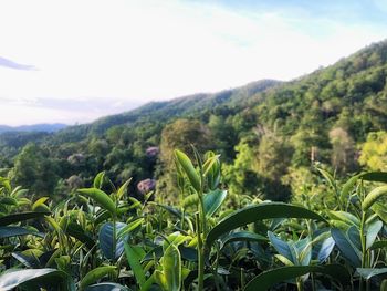 Plants growing on field against sky