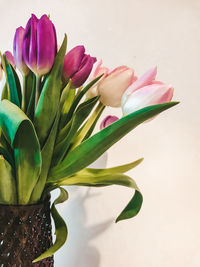 Close-up of pink tulips