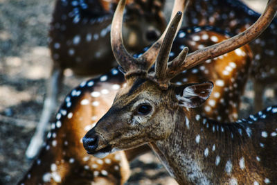 Close-up of deer