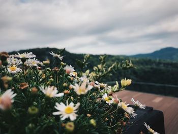 Close-up of flowering plants against sky