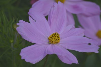 Close-up of pink flower