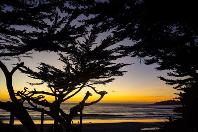 Silhouette tree on beach against sky during sunset