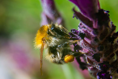 Close-up of bee pollinating on flower