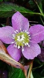 Close-up of pink crocus flowers