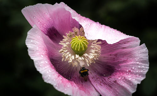 Close-up of water drops on pink flower