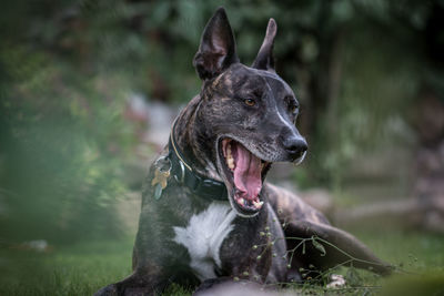 Dog yawning while sitting on grassy field