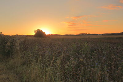 Scenic view of field against sky during sunset