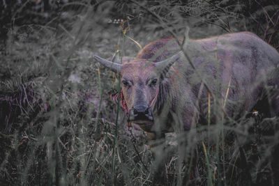 Portrait of sheep in a field