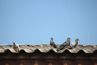 Low angle view of birds on roof against clear sky