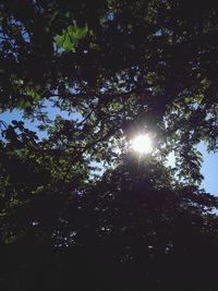 Low angle view of trees against sky