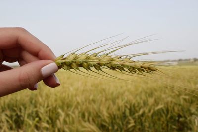 Close-up of hand holding wheat against sky