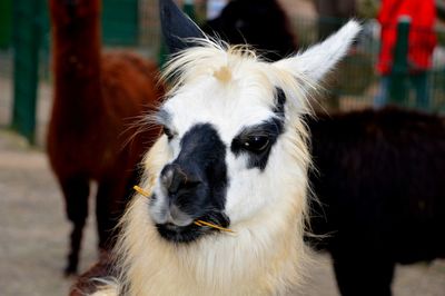 Close-up of white animal