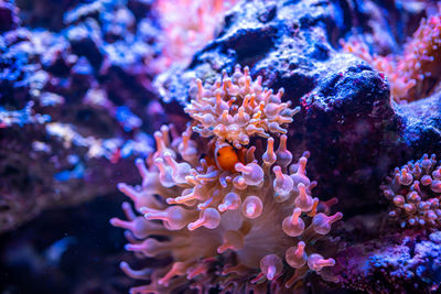 Close-up of coral in sea