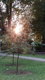 Trees on field in park against sky