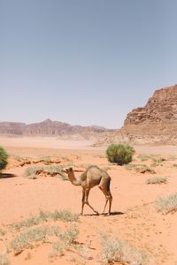 Horse in a desert