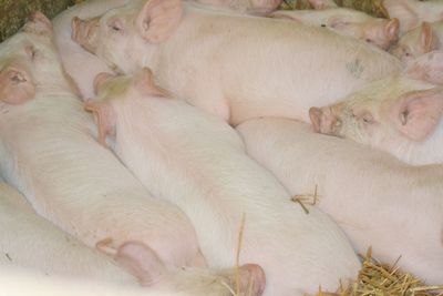 High angle view of pigs sleeping in pen