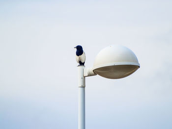 Low angle view of bird perching against sky