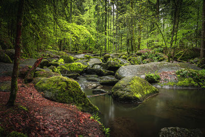 Plants growing on rocks in forest