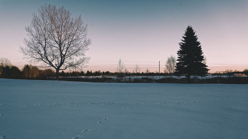 Bare trees on snow covered landscape against clear sky