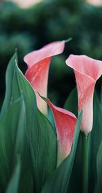 Close-up of flower against blurred background