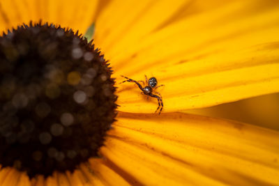 Close-up of insect on yellow flower