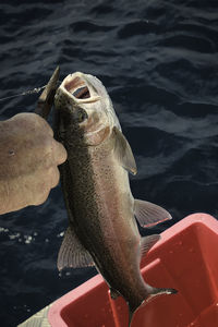 Close-up of fish