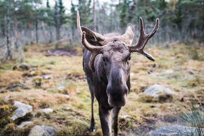 Portrait of moose standing on field