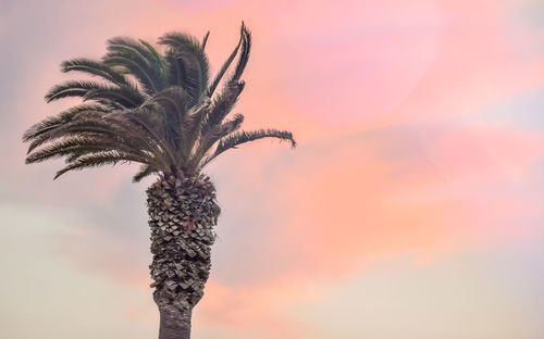 Palm tree against sky during sunset