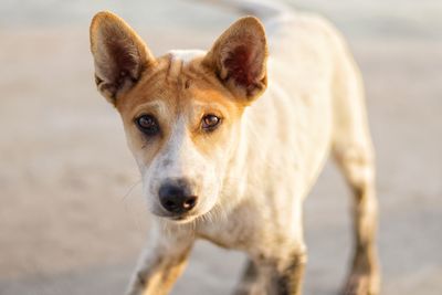 Portrait of dog lying on land