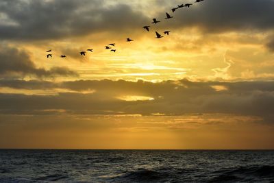 Birds flying over sea during sunset