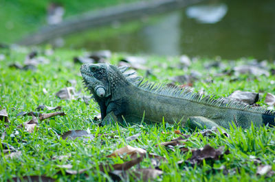 Close-up of iguana on field