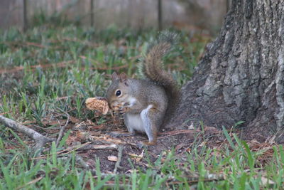 Squirrel on tree trunk