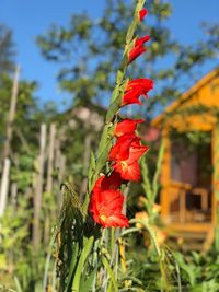 Close-up of red flower