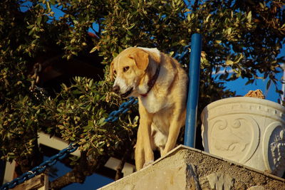 Low angle view of a dog against plants