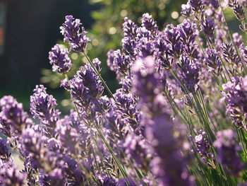 Close-up of purple flowers
