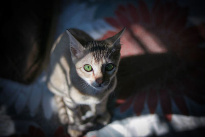 High angle portrait of cat by bed