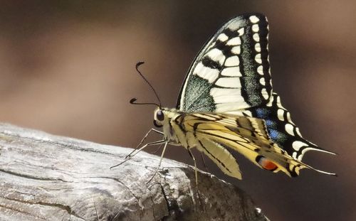 Close-up of butterfly perching on leaf