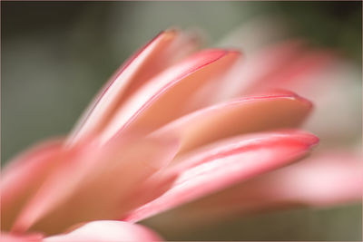 Close-up of pink flower