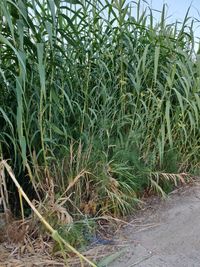 Close-up of crops on field