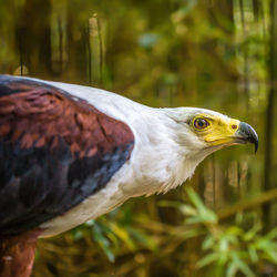 Close-up of a bird