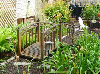 Plants growing in backyard