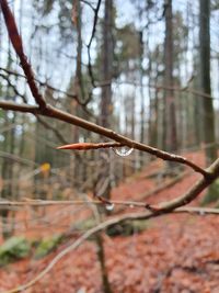 Close-up of bird in forest