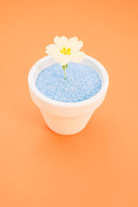 Close-up of flowering plant against orange background