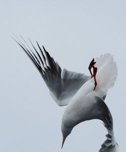 Low angle view of birds in flight