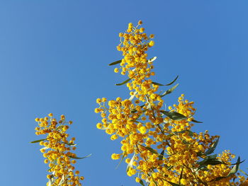 Low angle view of yellow flowers blooming against clear blue sky